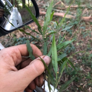 Dodonaea truncatiales at Wattamolla, NSW - 3 Jul 2020
