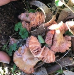 Agarics gilled fungi at Wattamolla, NSW - 2 Jul 2020 by WattaWanderer