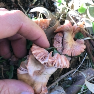 Agarics gilled fungi at Wattamolla, NSW - 2 Jul 2020