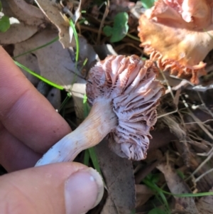 Agarics gilled fungi at Wattamolla, NSW - 2 Jul 2020 11:11 PM