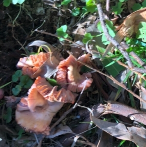 Agarics gilled fungi at Wattamolla, NSW - 2 Jul 2020