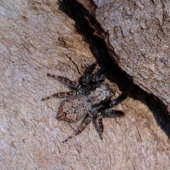 Servaea sp. (genus) (Unidentified Servaea jumping spider) at Kama - 5 Jul 2020 by Kurt