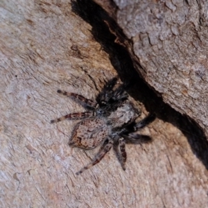 Servaea sp. (genus) at Molonglo River Reserve - 5 Jul 2020