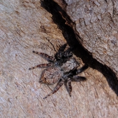 Servaea sp. (genus) (Unidentified Servaea jumping spider) at Hawker, ACT - 5 Jul 2020 by Kurt