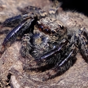 Servaea sp. (genus) at Molonglo River Reserve - 5 Jul 2020 02:21 PM