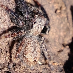 Servaea sp. (genus) at Molonglo River Reserve - 5 Jul 2020 02:21 PM