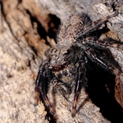 Servaea sp. (genus) at Molonglo River Reserve - 5 Jul 2020 02:21 PM