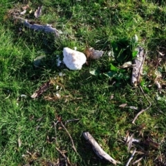 Laetiporus portentosus (White Punk) at Molonglo River Reserve - 5 Jul 2020 by Kurt