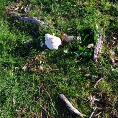 Laetiporus portentosus (White Punk) at Molonglo River Reserve - 5 Jul 2020 by Kurt