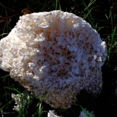 Laetiporus portentosus at Molonglo River Reserve - 5 Jul 2020