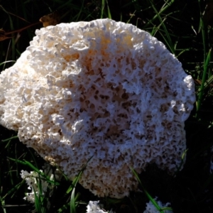 Laetiporus portentosus at Molonglo River Reserve - 5 Jul 2020