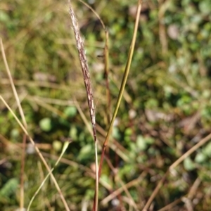 Bothriochloa macra at Deakin, ACT - 2 Jul 2020