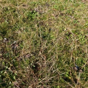 Bothriochloa macra at Deakin, ACT - 2 Jul 2020