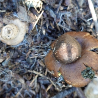 Geastrum sp. (genus) (An earthstar) at Deakin, ACT - 4 Jul 2020 by JackyF