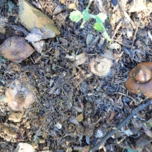 Geastrum sp. at Deakin, ACT - 4 Jul 2020