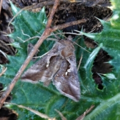 Chrysodeixis subsidens (Australian Cabbage Looper) at Red Hill Nature Reserve - 4 Jul 2020 by JackyF