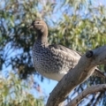 Chenonetta jubata at Deakin, ACT - 4 Jul 2020