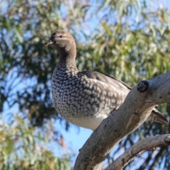 Chenonetta jubata (Australian Wood Duck) at Hughes Grassy Woodland - 4 Jul 2020 by JackyF