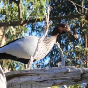 Chenonetta jubata at Deakin, ACT - 5 Jul 2020 08:59 AM