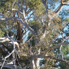 Chenonetta jubata at Deakin, ACT - 5 Jul 2020