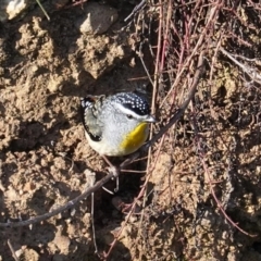 Pardalotus punctatus (Spotted Pardalote) at Red Hill Nature Reserve - 4 Jul 2020 by JackyF