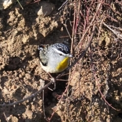 Pardalotus punctatus (Spotted Pardalote) at Deakin, ACT - 5 Jul 2020 by JackyF