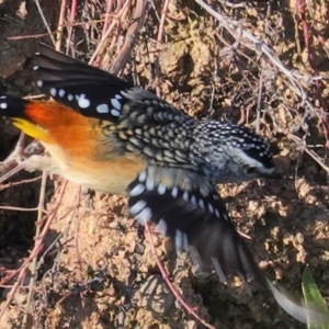 Pardalotus punctatus at Deakin, ACT - 5 Jul 2020