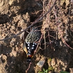 Pardalotus punctatus at Deakin, ACT - 5 Jul 2020