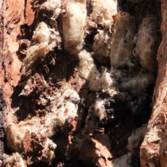 Unidentified Insect at Red Hill Nature Reserve - 5 Jul 2020 by JackyF