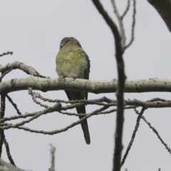 Psephotus haematonotus (Red-rumped Parrot) at Higgins, ACT - 22 Jun 2020 by AlisonMilton