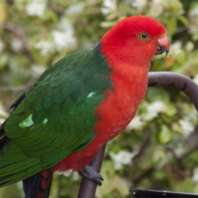 Alisterus scapularis (Australian King-Parrot) at Higgins, ACT - 24 Oct 2010 by Alison Milton