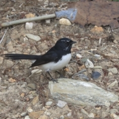Rhipidura leucophrys (Willie Wagtail) at Dunlop, ACT - 16 Jun 2020 by Alison Milton