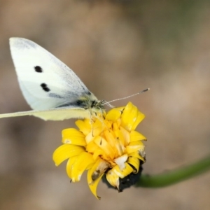 Pieris rapae at Dunlop, ACT - 16 Jun 2020