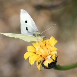 Pieris rapae at Dunlop, ACT - 16 Jun 2020