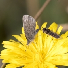 Zizina otis (Common Grass-Blue) at Dunlop, ACT - 16 Jun 2020 by AlisonMilton