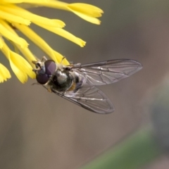 Melangyna viridiceps (Hover fly) at Dunlop, ACT - 16 Jun 2020 by AlisonMilton