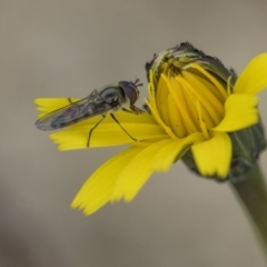 Melangyna viridiceps at Dunlop, ACT - 16 Jun 2020