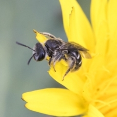 Lasioglossum (Chilalictus) sp. (genus & subgenus) (Halictid bee) at Dunlop, ACT - 16 Jun 2020 by AlisonMilton