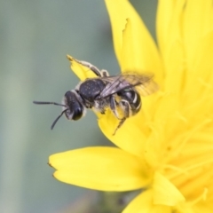 Lasioglossum (Chilalictus) sp. (genus & subgenus) at Dunlop, ACT - 16 Jun 2020