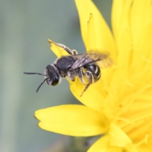 Lasioglossum (Chilalictus) sp. (genus & subgenus) at Dunlop, ACT - 16 Jun 2020