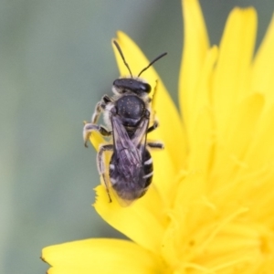 Lasioglossum (Chilalictus) sp. (genus & subgenus) at Dunlop, ACT - 16 Jun 2020