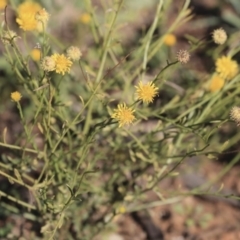 Calotis lappulacea (Yellow Burr Daisy) at Red Hill Nature Reserve - 19 Jun 2020 by AlisonMilton