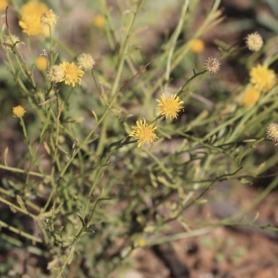 Calotis lappulacea (Yellow Burr Daisy) at Garran, ACT - 19 Jun 2020 by AlisonMilton