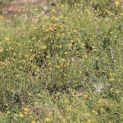 Calotis lappulacea at Garran, ACT - 19 Jun 2020