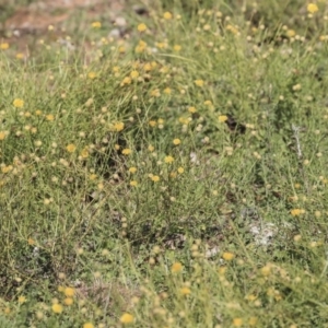 Calotis lappulacea at Garran, ACT - 19 Jun 2020