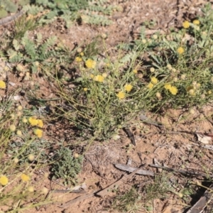 Calotis lappulacea at Garran, ACT - 19 Jun 2020