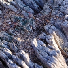 Papyrius nitidus at Molonglo River Reserve - 5 Jul 2020