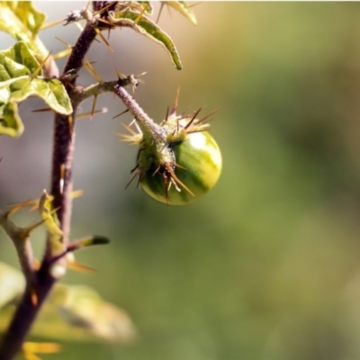 Solanum cinereum (Narrawa Burr) at Red Hill Nature Reserve - 19 Jun 2020 by AlisonMilton