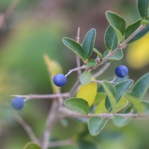 Ligustrum sinense at Dunlop, ACT - 16 Jun 2020 11:19 AM