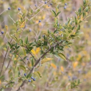 Ligustrum sinense at Dunlop, ACT - 16 Jun 2020 11:19 AM